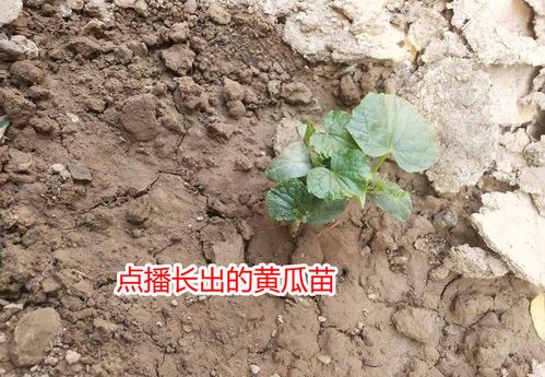 播种后 胺草磷乳油再续命