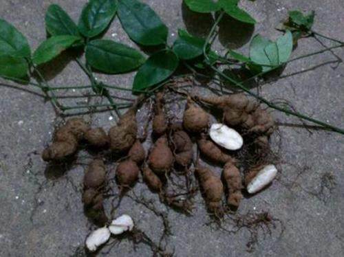 灵芝：珍贵的药材与药用价值