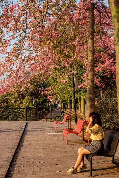 青森等地的秋天美景