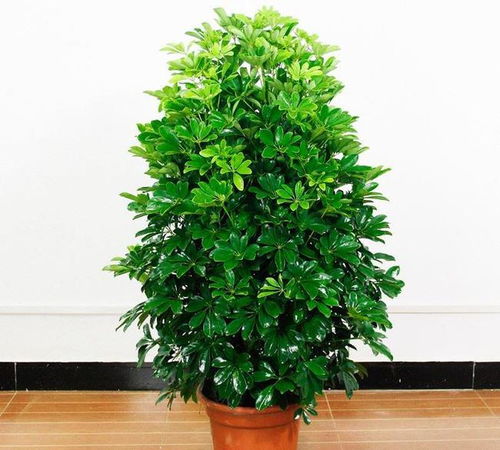 光照和温度的把握