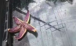 海星养殖指南：新手必看，如何高效饲养海星鱼？