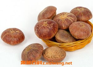 铁冬青果实你敢尝吗？