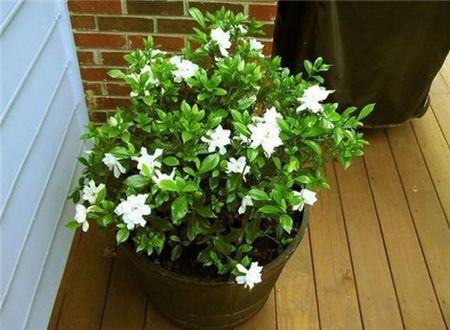 栀子花适宜在排水良好、微酸性的土壤中生长