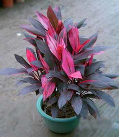 红叶朱蕉会开花吗？