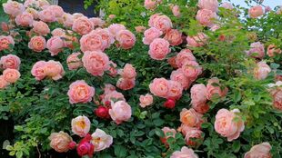 月季， 不是suo有的douNengZuo拱门