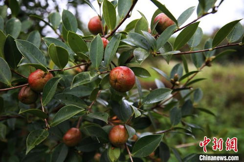 油茶树种植过程中如何进行科学管理以确保其健康生长和高效产油