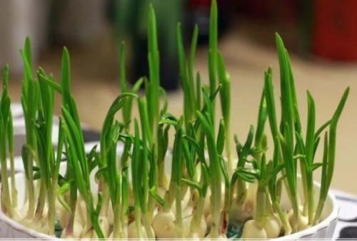 大蒜发芽的秘密，你get了吗？
