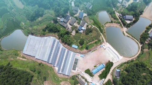 养殖场绿化，生态养殖新篇章