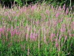 武清杨村花卉市场：花的海洋，美的天堂