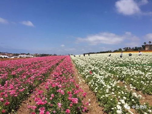 在黑龙江, 苗圃主王师傅推荐的耐寒神草