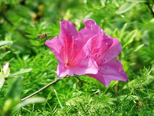 识别杜鹃花的小技巧