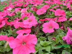 矮牵牛打顶摘心常识