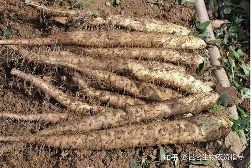 山药病虫害防治技术中，如何有效运用生物防治方法来降低病虫害发生
