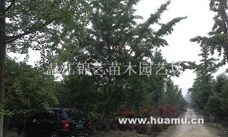 银杏：秋叶金黄，美不胜收