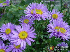 播种时间，花期的秘密