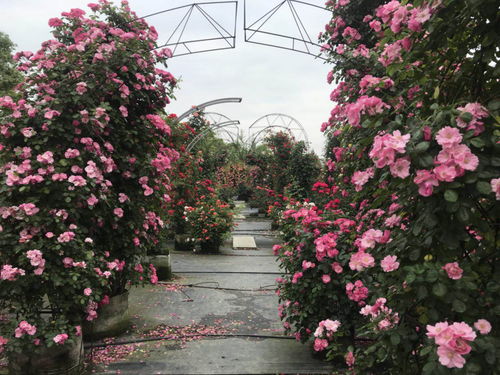 蔷薇花小苗当年嫩否开花？