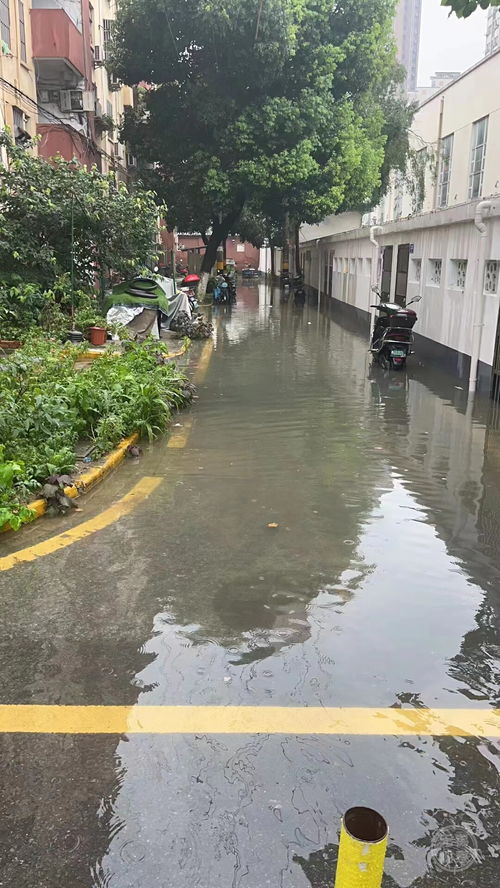 长春王叔的葡萄架下套种紫花苜蓿