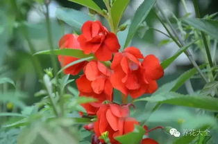 第五种花：凤仙花， 像凤凰一样美丽