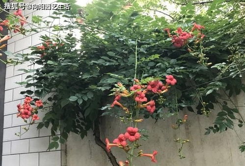 控制水量， 别让凌霄花受潮