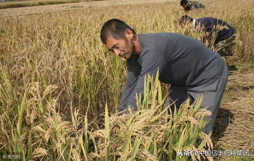 耐盐碱作物，了解一下