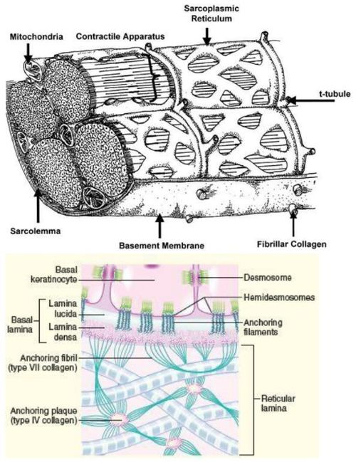 叶片的结构与气孔，保护与呼吸