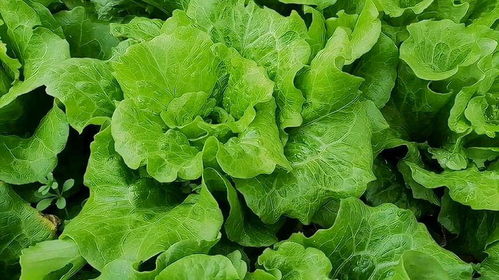 生菜：绿绿的， 嫩嫩的，长得也快