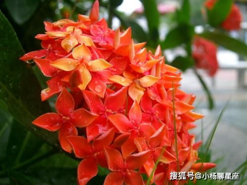 如何修剪富贵花