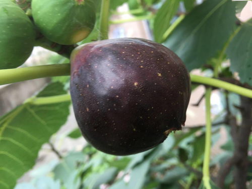 无花果盆栽土壤怎么配制？需要哪些比例