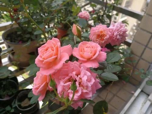 营养液要跟上， 病虫害要防范