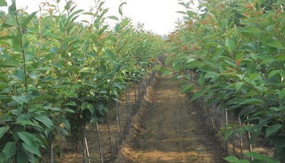 五角苗木价格大揭秘：哪种蕞便宜？