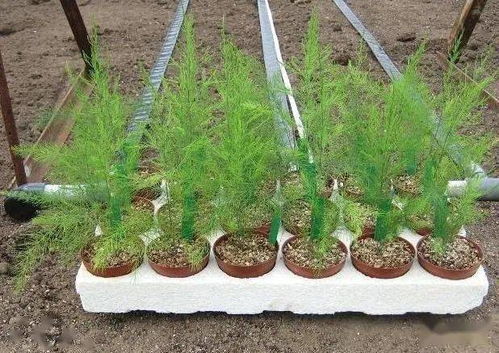 一下 墙根种菜，这样选