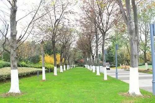 防日灼， 让树木远离伤害