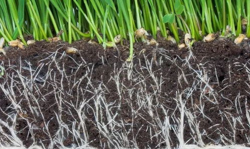 香菜烂根的原因