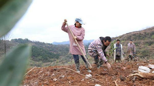 贵州岑巩天马镇：万亩油茶春耕热潮，茶叶种植新景象