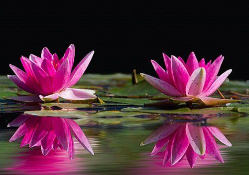 蝴蝶兰， 不只是观赏的花朵