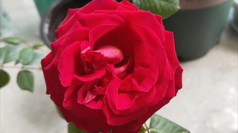 茶花女月季与梅朗口红月季：一场花色的较量