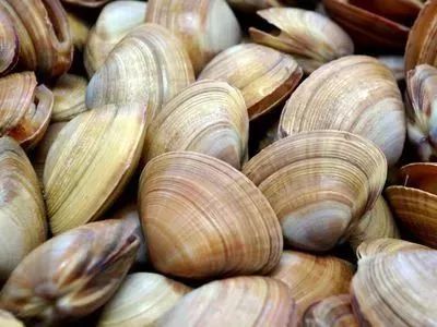 5496万粒四角蛤蜊播入河口近海