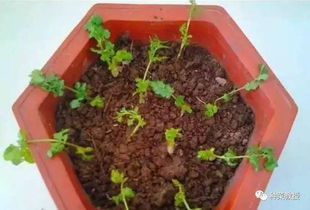 如何运用香菜种植方法与技巧，才能打造出香气四溢的香菜园呢？