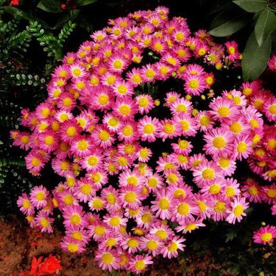 种子选择：除虫菊的“小宝贝”