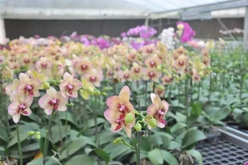 蝴蝶兰：花中舞者，名字由来之谜