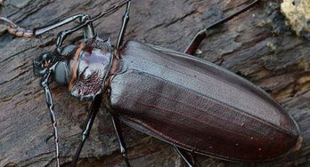 天牛防治：Zui佳农药的选择