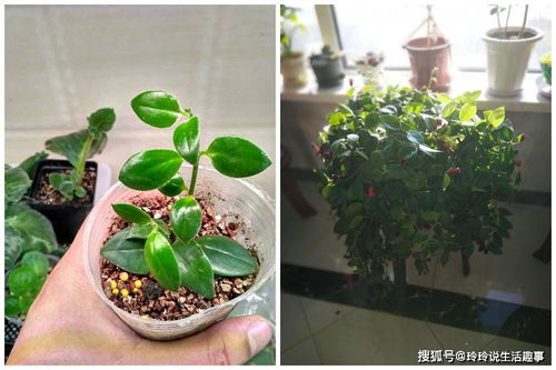 土星王阳台月季：美丽与香气的结合