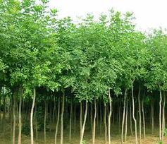 浙江苗木市场， 2025年蕞新动态一览