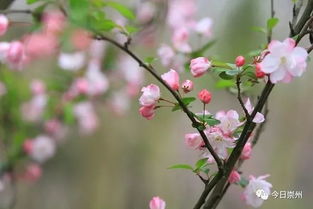 2.2 木瓜的药用价值