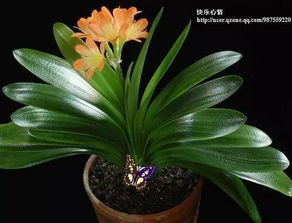 君子兰：夜间氧吧