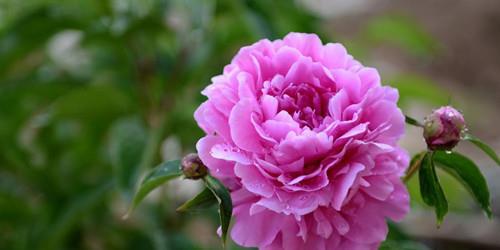 冬天盆栽芍药花怎么养护？如何安全过冬