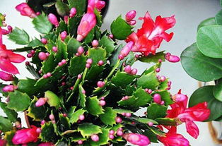 养花技巧：让残花复壮的祖传秘方