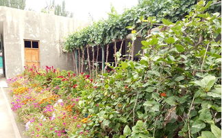 一、 选择秋冬花卉的对比选择指南