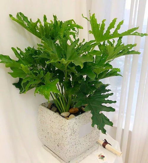 蔓绿绒：耐阴， 品种多样