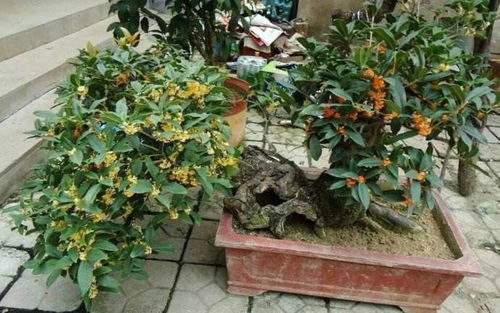 肥料，它的“营养餐”